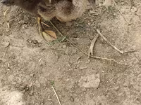 Ducks — foto 2