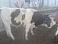 Bull, Cattle — photo 4