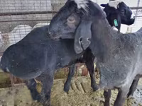 Carneiro, Blackheaded Persian sheep — foto 1
