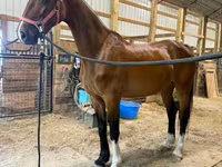 Madyan, Dutch warmblood horse — foto 4