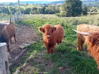 İnək, Highland — foto 2