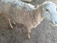 Sheep, Sheep — photo 7