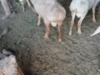 Carnero, Rhon sheep — foto 3