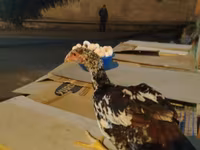 Chickens — photo 2