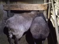 Sheep, Adal sheep — photo 2