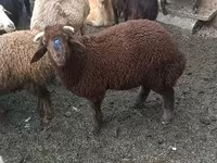 Qoyunlar (partiya, cinsi göstərilməyib), Red Karaman sheep — foto 2