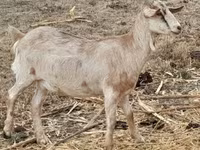 Коза, Nubian Goat — фото 2