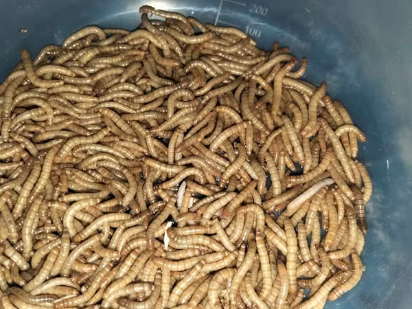 Canlı unqurdları (mealworm – Tenebrio molitor sürfələri