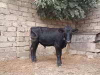 Buğa, Russian Black pied cattle — foto 6
