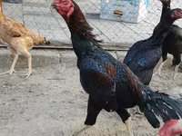 Chickens — foto 1