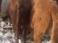 Bull, Cattle — photo 6
