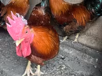 Chickens — Foto 2