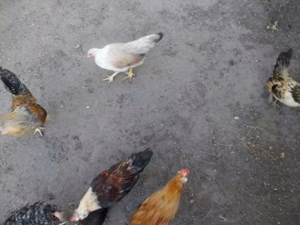 Japonský bantam