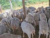 Sheep, Sheep — photo 3