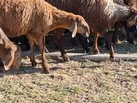Camel Female, Camels — photo 5