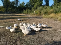 Deutscher Pekin — Foto 2
