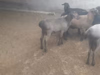 公羊, Sheep — 照片 5