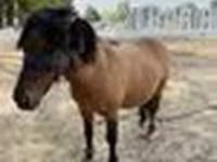 Caballos (lote, sexo no especificado), Australian Pony — foto 6