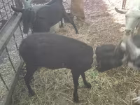 Goat, Murcia-Granada goats — photo 7