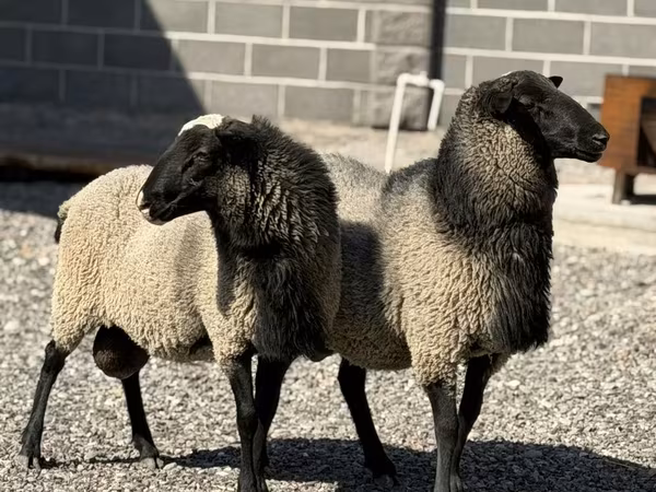 Baran, Hissar sheep