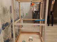 Papuqay,dovşan,hamster,şinşila,bildirçin,cücə,xamyak,pişik,quş,tısbağa — фото 4
