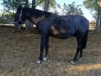 Kůň, Lipizzaner — foto 2