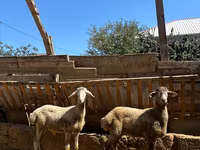 Qoç, Qoyunlar — foto 1
