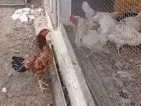 Chickens — الصورة 2