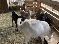 Goats (batch, sex not specified), Saanen goat — photo 4