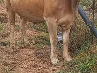 Krava, Swiss cattle — foto 5