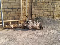 Geese — फ़ोटो 2