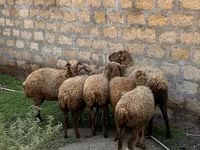 Ovejas (lote, sexo no especificado), Ovejas — foto 3