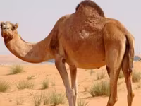 Dəvələr (partiya, cinsi göstərilməyib), Kazakh Bactrian camel — foto 1