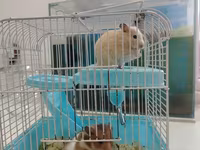 Hamster sağlam balalardır Qəfəs ilə bir yerdə satılır çatdırılma var — الصورة 1