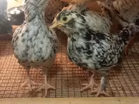 Yapon Bantam — foto 5