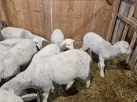 Carneiro, Merinoland sheep — foto 4