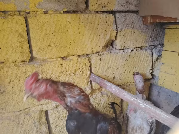 Chickens — Azerbaijan