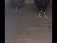 Japanisches Bantam — Foto 2