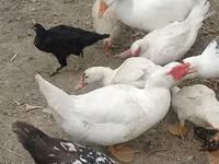 Ducks — फ़ोटो 3
