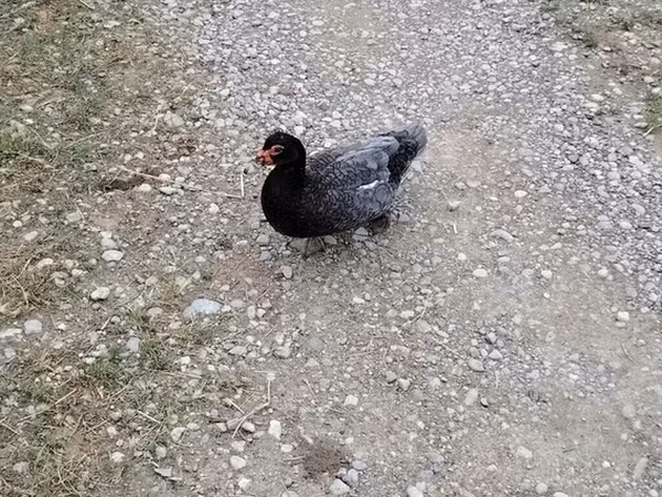 Domestic Muscovy — Azerbaijan