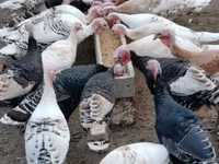 Turkeys — foto 1