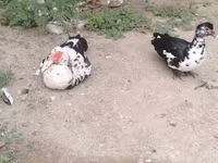Ducks — zdjęcie 2