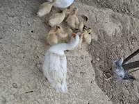 Ducks — photo 1
