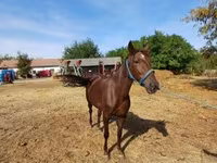 Égua, Standardbred — foto 2