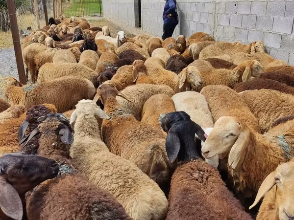 Sheep, Sheep