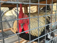 Chickens — photo 3