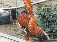 Chickens — foto 2