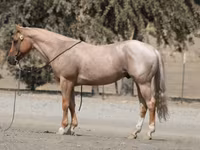 At, Quarter Horse — foto 2