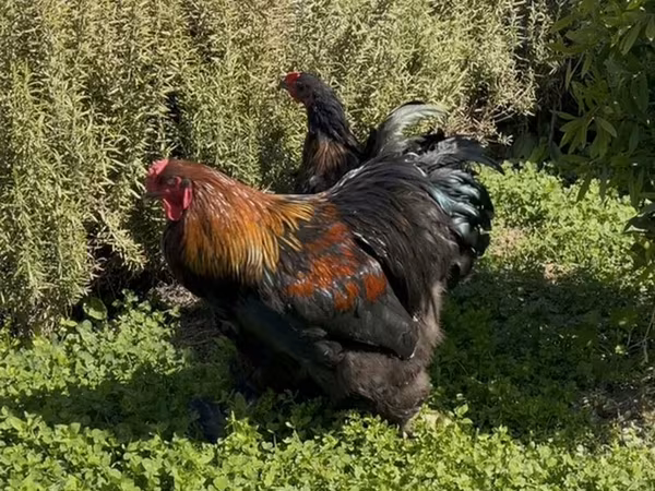 Brahma