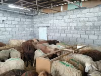 Oveja, Beulah Speckled face sheep — foto 7